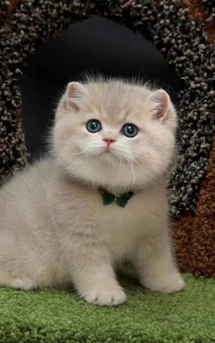 猫舍直销批发价格出售长毛蓝金渐层